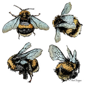 Quad Bees - AS Colour Mens Staple T shirt Design