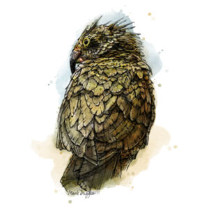 Milford Kea - AS Colour Mens Stencil Hoodie Design